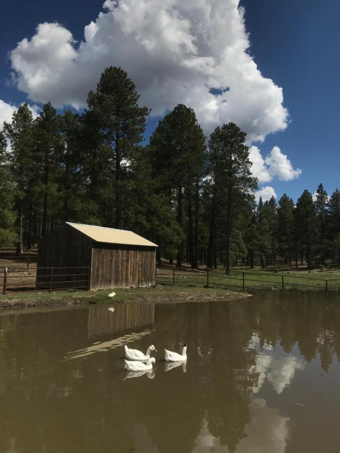 Grand Canyon 1Bd Loft/Suite-Horseback Riding-Shooting-Dogs Ok! Parks Εξωτερικό φωτογραφία